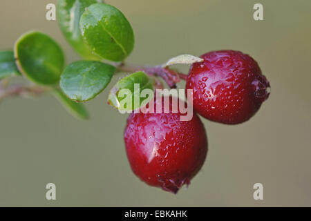 cowberry, foxberry, lingonberry, mountain cranberry (Vaccinium vitis-idaea), berries on a branch, Germany, Lower Saxony Stock Photo
