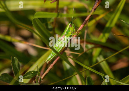 small gold grasshopper (Chrysochraon brachypterus, Euthystira brachyptera), female, Germany, Bavaria, Staffelsee Stock Photo