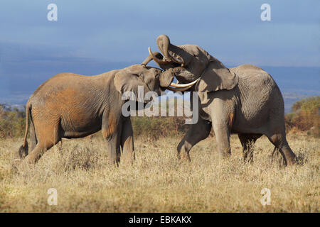 African elephant (Loxodonta africana), two elephants scuffling together, Kenya, Amboseli National Park Stock Photo