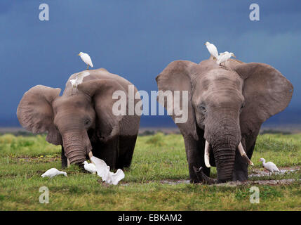 African elephant (Loxodonta africana), two elephants at feeding in swamp, Kenya, Amboseli National Park Stock Photo