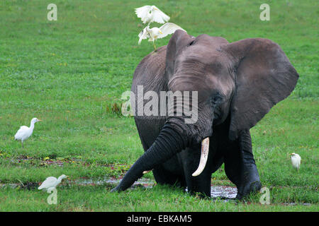 African elephant (Loxodonta africana), elephant at feeding in a swamp, Kenya, Amboseli National Park Stock Photo