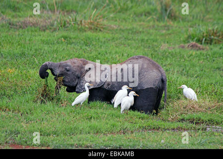 African elephant (Loxodonta africana), standing in a swamp an feeding grass, Kenya, Amboseli National Park Stock Photo