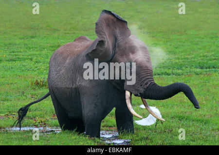African elephant (Loxodonta africana), standing in a marsh and shaking, Kenya, Amboseli National Park Stock Photo