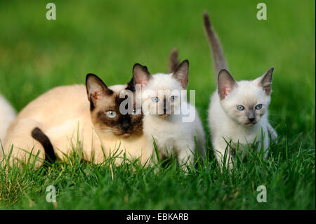 Siam Seal Point cat (Felis silvestris f. catus), cat with kitties in meadow Stock Photo