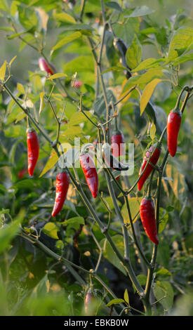 chili pepper, paprika (Capsicum annuum), paprika with red chili peppers, Italy, Calabria Stock Photo