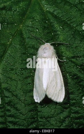 fall webworm (Hyphantria cunea), imago on leaf, Germany Stock Photo