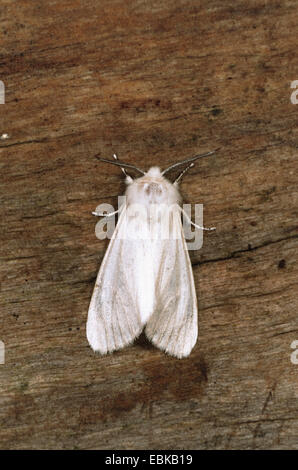 fall webworm (Hyphantria cunea), imago on deadwood, Germany Stock Photo