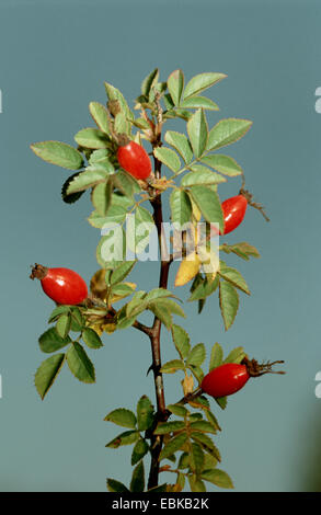small-flower sweetbrier (Rosa micrantha), branch with fruits, Germany Stock Photo