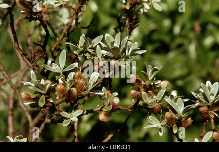 dwarf willow (Salix herbacea), blooming Stock Photo