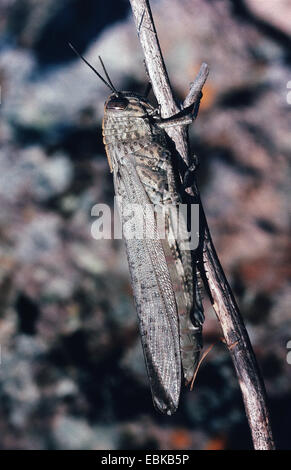 Egyptian grasshopper (Anacridium aegyptium, Anacridium aegypticum), on a stem Stock Photo