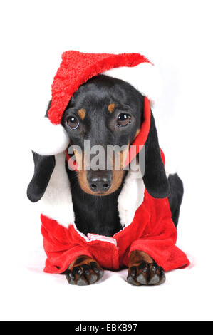 Short-haired Dachshund, Short-haired sausage dog, domestic dog (Canis lupus f. familiaris), costuming as Santa Claus, Germany