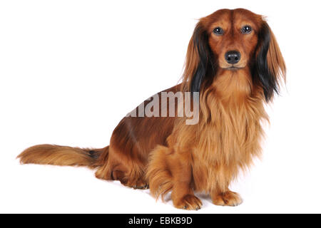 Long-haired Dachshund, Long-haired sausage dog, domestic dog (Canis lupus f. familiaris), full-length portrait, Germany Stock Photo