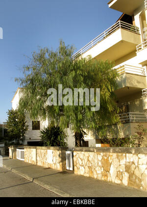 California pepper tree (Schinus molle), tree in a front garden, Spain, Balearen, Majorca, Port de Alcudia Stock Photo