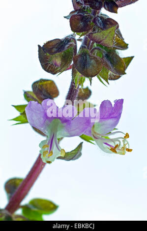 sweet basil (Ocimum basilicum cinnamon, Ocimum basilicum 'Cinnamon'), flowers Stock Photo