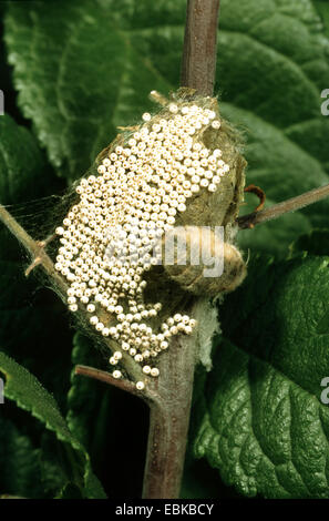 Rusty Tussock Moth, Vapourer Moth (Orgya antiqua), female laying eggs on cocoon from which it is just hatched, Germany Stock Photo