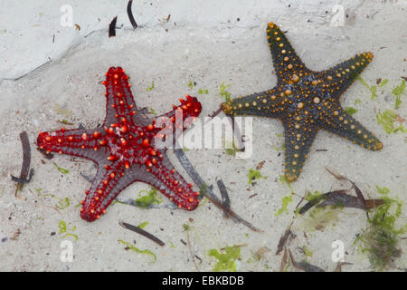 Panamic Cushion Sea Star (Pentaceraster cumingi), two sea stars, Tanzania, Sansibar Stock Photo