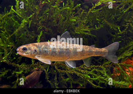 Atlantic salmon, ouananiche, lake Atlantic salmon, landlocked salmon, Sebago salmon (Salmo salar), young fish among algae Stock Photo