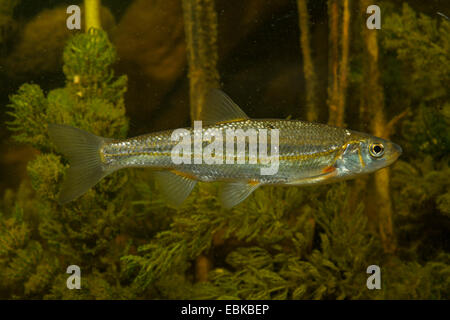 vairone, telestes, souffie (Leuciscus souffia), swimming among algae Stock Photo