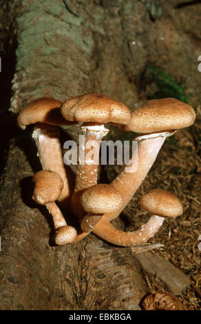 honey fungus (Armillaria mellea), seven fruiting bodies at the base of a tree, Germany Stock Photo