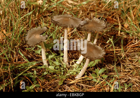 common inkcap, shaggy inkcap, lawyer's (Coprinus atramentarius), on a meadow, Germany Stock Photo