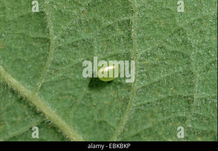 eyed hawkmoth (Smerinthus ocellata), egg on the underside of a leaf, Germany Stock Photo