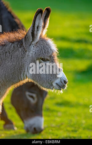 domestic donkey (Equus asinus f. asinus), donkey foal with mother in a meadow, Germany, North Rhine-Westphalia Stock Photo