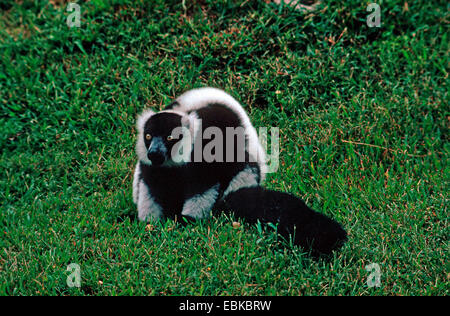 variegated lemur, ruffed lemur (Varecia variegata, Lemur variegatus), sitting in a meadow Stock Photo