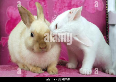 Netherland Dwarf (Oryctolagus cuniculus f. domestica), kitten giving a cheek kiss to a dwarf rabbit Stock Photo