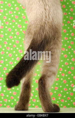 domestic cat, house cat, Siamese (Felis silvestris f. catus), backside of a curiosity Siamese kitten Stock Photo
