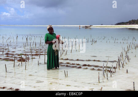 woman collecting seaweed at sandy beach, Tanzania, Sansibar Stock Photo