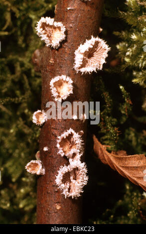 common porecrust (Schizophyllum commune), several fruiting bodies at a tree trunk, Germany Stock Photo