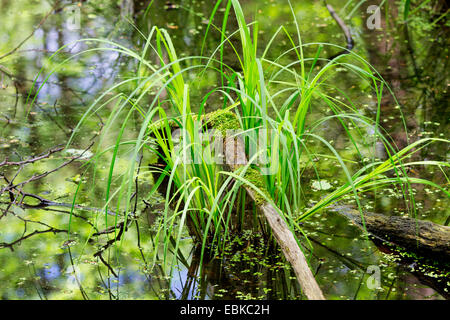 sedge on the shore of a pond, Germany, Hesse Stock Photo