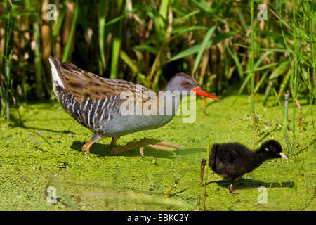 water rail (Rallus aquaticus), adult with chick in shallow water, Germany, Bavaria Stock Photo