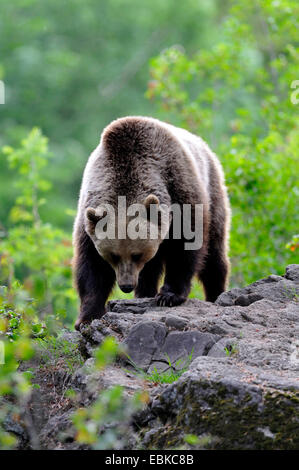 European brown bear (Ursus arctos arctos), standing on a rock spur, Germany, Bavaria, Bavarian Forest National Park Stock Photo