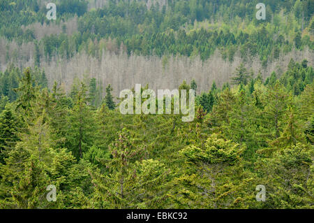 Norway spruce (Picea abies), dead trees in a spruce forest, Germany, Bavaria, Bavarian Forest National Park Stock Photo