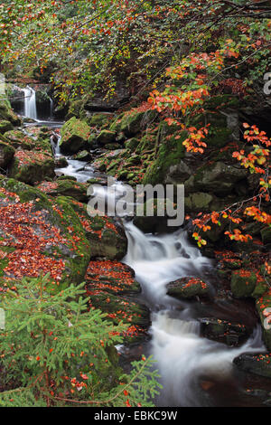 wild creek Kleine Ohe, Germany, Bavaria, Bavarian Forest National Park Stock Photo