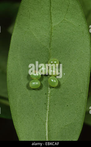 privet hawkmoth (Sphinx ligustri), eggs on a privet leaf, Germany Stock Photo