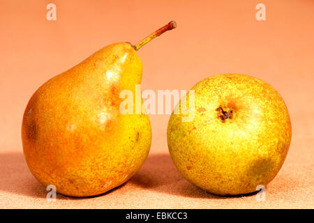 Common pear (Pyrus communis), pear Amalins Butterbirne Stock Photo