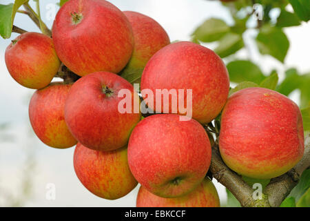 apple tree (Malus domestica 'Elstar', Malus domestica Elstar), cultivar Elstar, Germany Stock Photo
