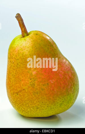 Common pear (Pyrus communis), mature Williams pear Stock Photo