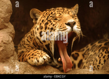 jaguar (Panthera onca), yawning Stock Photo