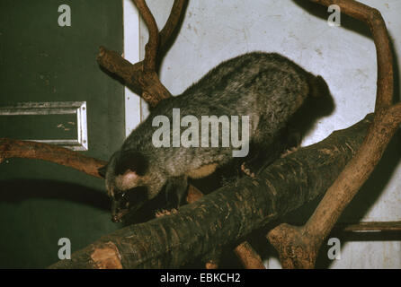 Common palm civet, Asian palm civet (Paradoxurus hermaphroditus), climbing o a branch Stock Photo