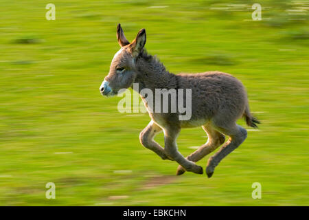 domestic donkey (Equus asinus f. asinus), foal running in a meadow, Germany, North Rhine-Westphalia Stock Photo