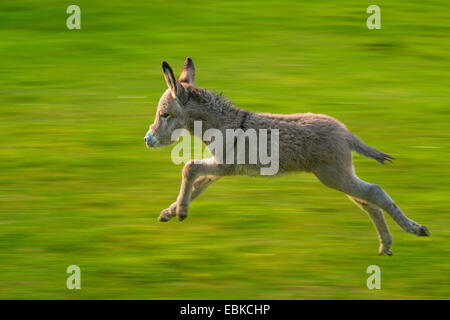 domestic donkey (Equus asinus f. asinus), foal running in a meadow, Germany, North Rhine-Westphalia Stock Photo