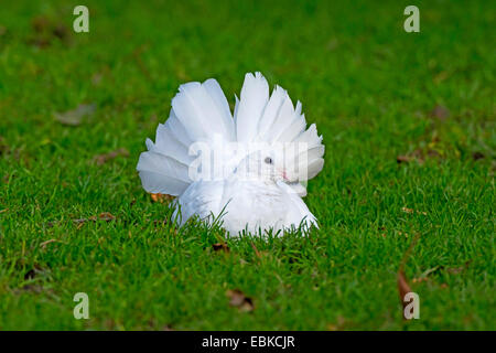 Fantail Pigeon (Columba livia f. domestica), Fantail Pigeon sitting on grass, Germany, North Rhine-Westphalia Stock Photo