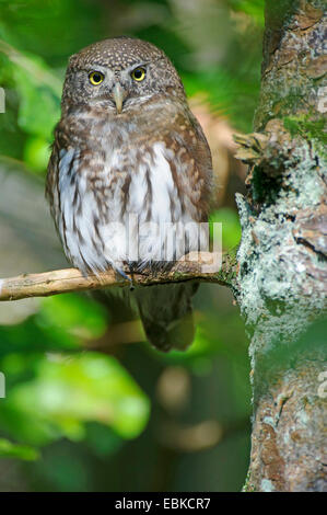 Eurasian pygmy owl (Glaucidium passerinum), sitting on a branch, Germany, Bavaria, Bavarian Forest National Park Stock Photo