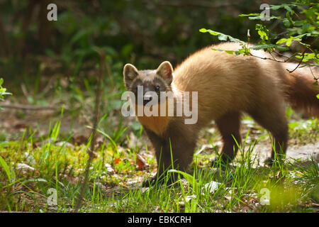 European pine marten (Martes martes), sitting on the ground in a forest, Germany, Bavaria, Bavarian Forest National Park Stock Photo