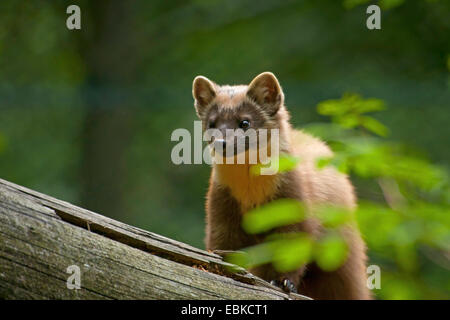 European pine marten (Martes martes), sitting on a tree in a forest, Germany, Bavaria, Bavarian Forest National Park Stock Photo