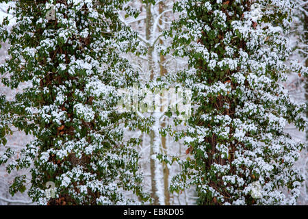 English ivy, common ivy (Hedera helix), at tree trunks in winter, Germany, Bavaria Stock Photo