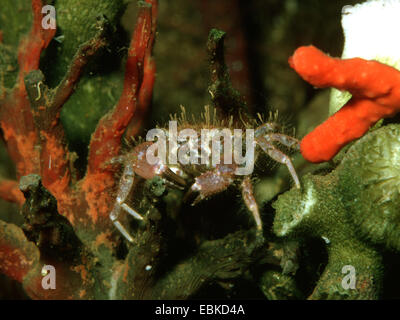 hairy crab, bristly xanthid crab (Pilumnus hirtellus), in aquarium Stock Photo